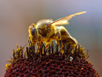 USDA approves the world’s first insect vaccine for honeybees