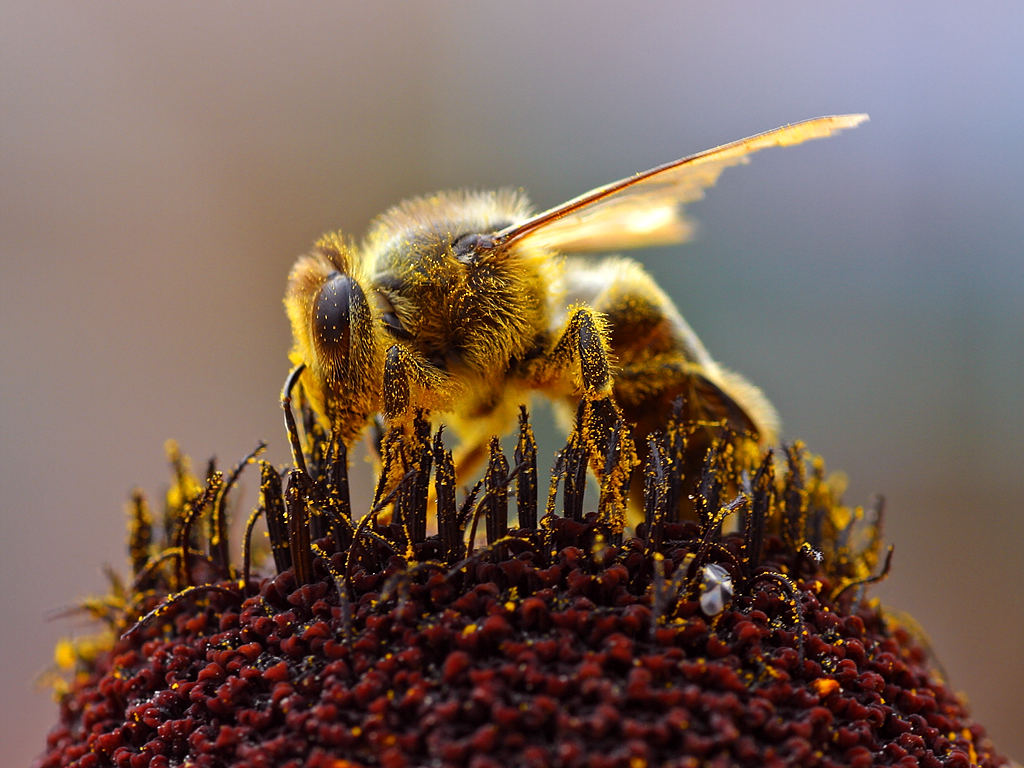 What to know about the world's first honeybee vaccine