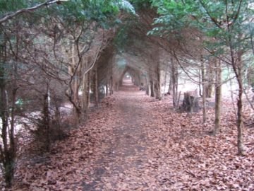 Petition to save the United Kingdom’s ancient yews garners increasing support