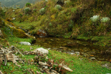 Columna: Los Momoyes – guardianes del agua, la naturaleza y la justicia