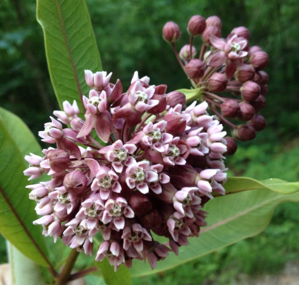 Column Milkweeds and Monarchs Living, Paganism, Perspectives, Witchcraft