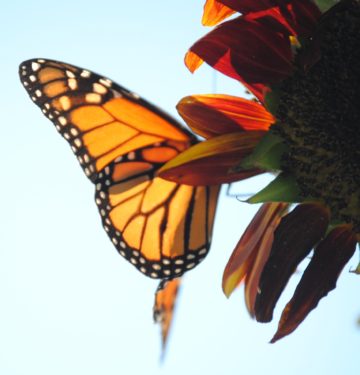 Column: Milkweeds and Monarchs