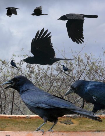 Column: Two Ravens