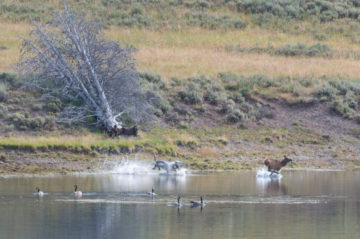 Unleash the Science Hounds: Wolves in Yellowstone, COVID-19 research and obesity, and the Arecibo Observatory