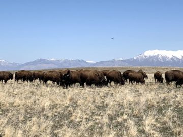 Column: The Bison of Antelope Island