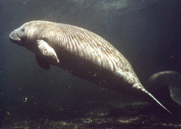 Sharp increases in manatee deaths this winter