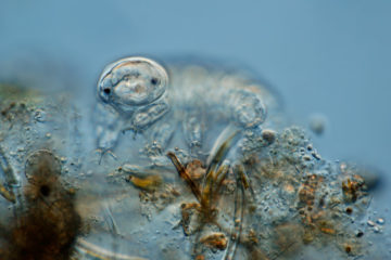 Hardy water bears offer insights about life and space