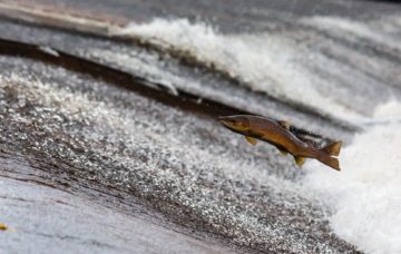 Opinion: The Diminutive Salmon