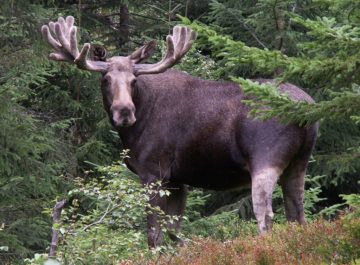 Elk teeth reveal a Stone Age soundscape