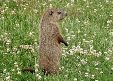 Column: The Blessings of St. Groundhog