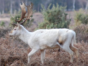 Killing of a rare white stag in England upsets some Pagans