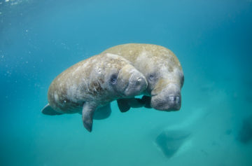 The seagrass famine and the Florida manatee