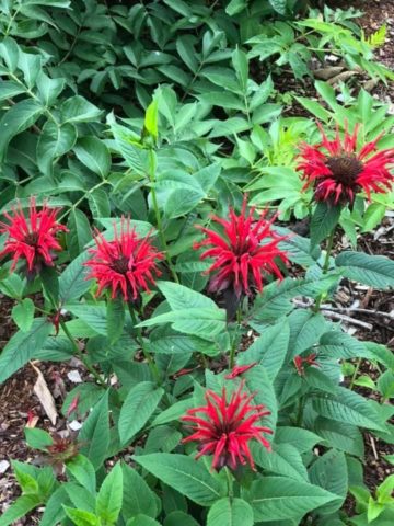 The Bee Balm is Rioting