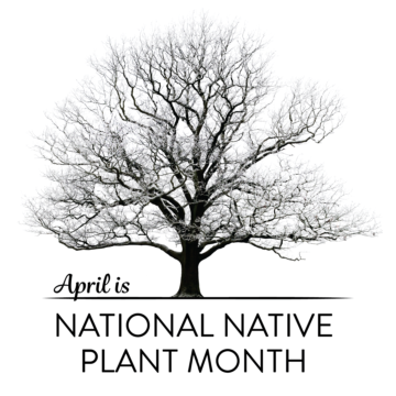 Happy Native Plant Month