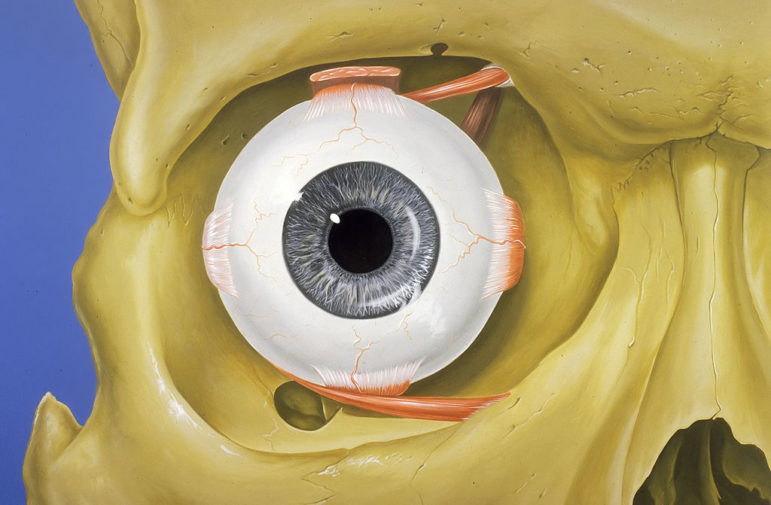 A medical illustration of the anatomy of an eye.