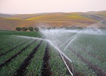 Megadrought in California leads some to rely on “water witching” for crops