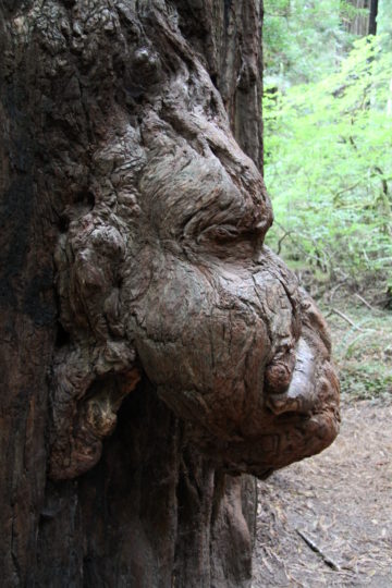 Tree Poaching Threatens Redwoods and Other Old Growth Trees