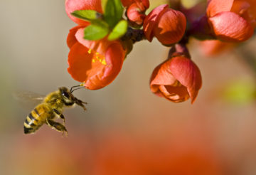 Electric honeybee swarms, bumblebee toys, and more buzz:  Unleash the bees!