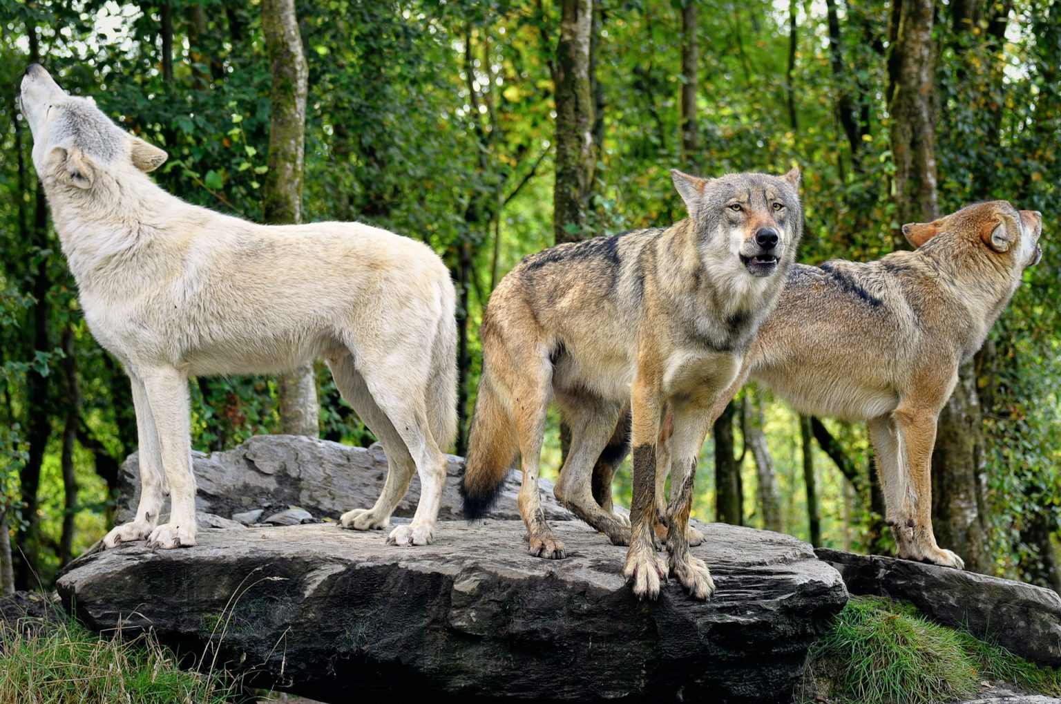 Волк в лесу видео. Coyote vs Wolf. Как избежать встречи с волком в лесу.