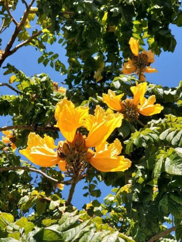 Happy Beltane – Enjoy!
