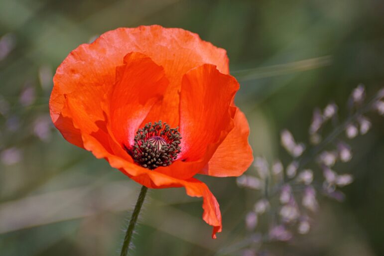 Close up of an orange poppy flower with many brown stamen