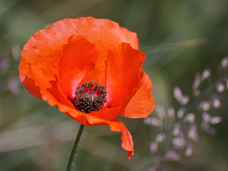 Close up of an orange poppy flower with many brown stamen