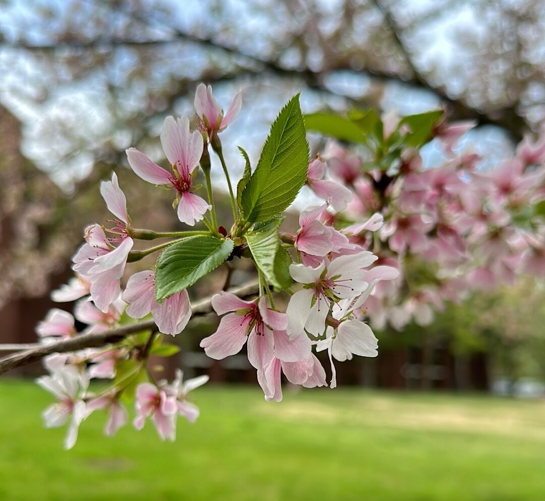 Close up of pink flowers on a tree branch.