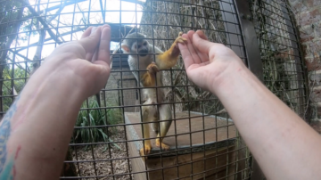 Monkeys and sleight-of-hand magic
