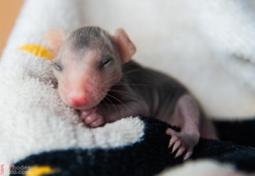 How an Opossum Healed a Haunt