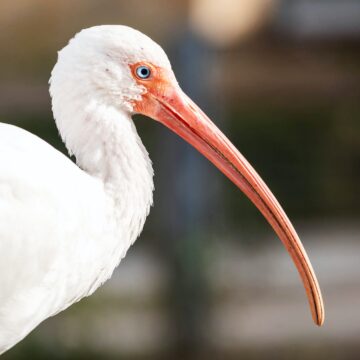 Ibis Incantations