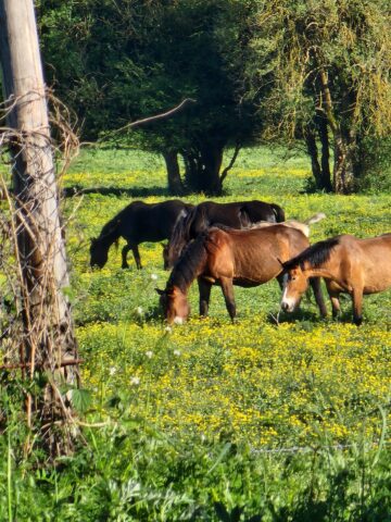 The connection between horses and language