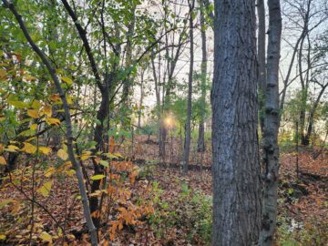 An Urban Heathen in an Urban Forest