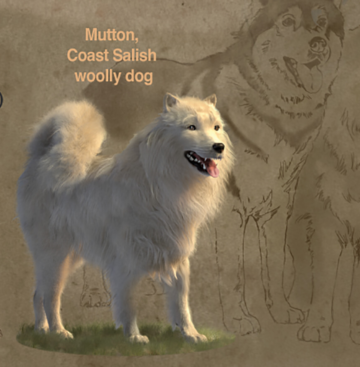 Mutton, an Indigenous woolly dog, exposes more damage of colonialism