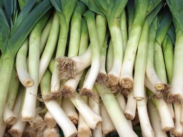 Love, Lust, and Leeks: a stew to celebrate the coming of spring