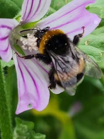 Bless the pollinators!  Happy World Bee Day!