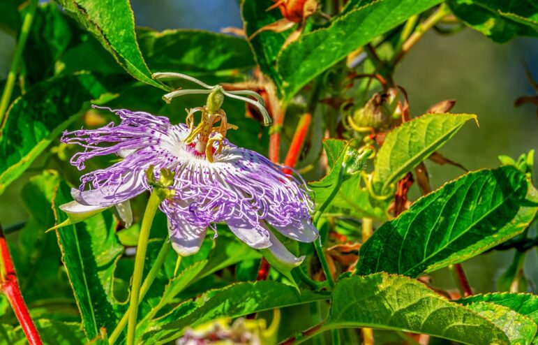 Passion flower