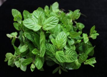 Mint: welcome summer with the sweet herb of love, death, and birth control