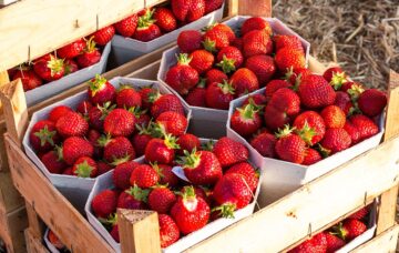 Recipes to celebrate the Sun: strawberries, milk, and walnuts