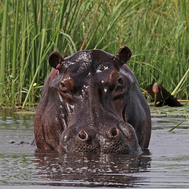 Hippo (Hippopotamus amphibius) head in water