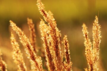 Opinion: The Responsibility of Sacrifice