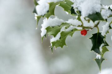 Queer Solstice Tidings: interpreting the Holly King and Oak King as lovers instead of rivals