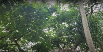 Trees and Carbon Mitigation: Insights from 2025 Research