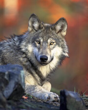 Bill to Strip Gray Wolves of Federal Protections Passes Key Committee