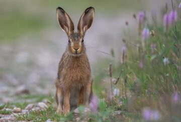 English Heritage Describes Pagan Origins of Easter: Pearl-clutching Follows