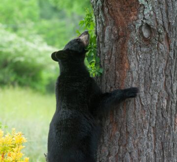 The Bear, the Great Mother, and the Weary Determination of My Heart