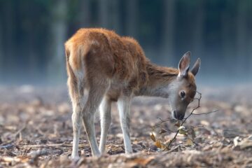 Memories of Deer Magic at Whiskeytown Lake