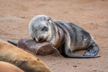 Rest. Seriously. Rest.