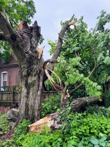 In Memoriam: My Friend, the Tree