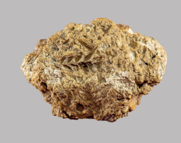 Rising Evidence Points to Ancient Origins of Bread Wheat