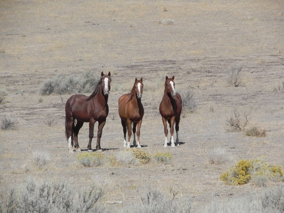 fate-of-wild-horses-left-unclear-as-indigenous-tribe-files-complaint